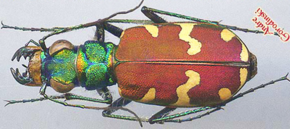 http://www.gorodinski.ru/cicindela/Cicindela tricolor.jpg